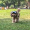 Cappello da baseball regolabile per cani da compagnia, con visiera, con fori per le orecchie, per sport all'aria aperta, per animali domestici