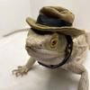 Fashion Decorative Bearded Dragon Hat Removable Adjustable Reptile Cowboy Hat Lizard Bib Lizard Hat for Lizard Gecko