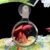 Aquarium Magnifier Fish Tank Viewer Magnifying Glass Small Animal Suction Accessories Plant Observation Magnifying