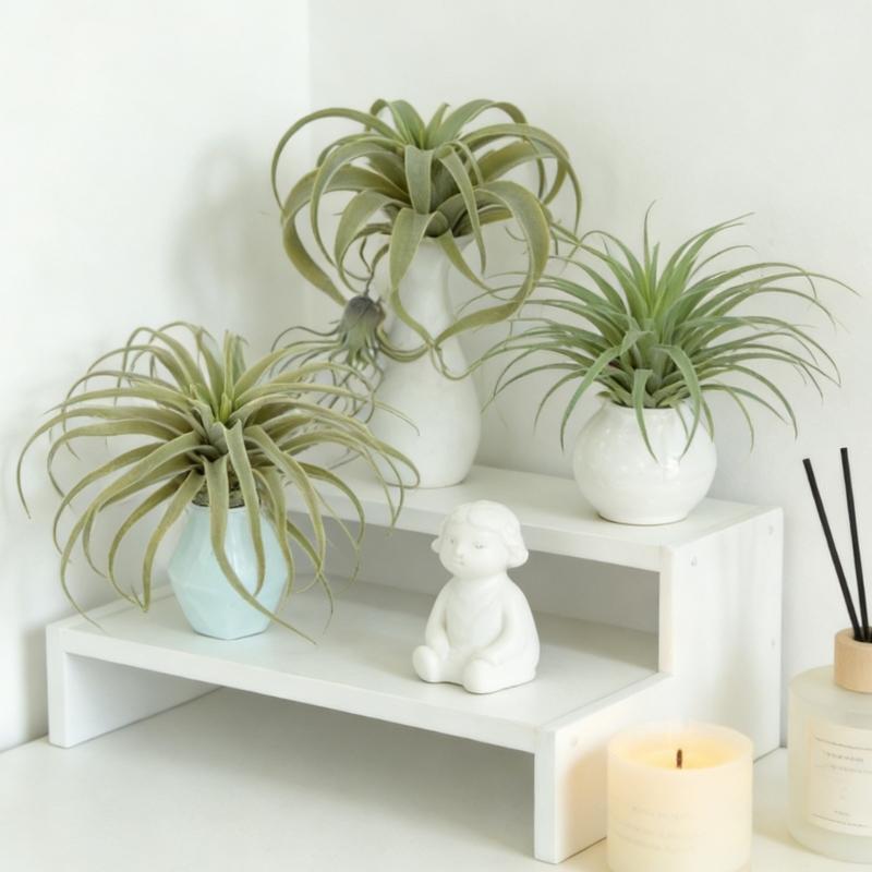 Realistic Faux Tillandsia Succulents Artificial Air Plant For Indoor Home Office Green Plant for Shelf Desk Decoration