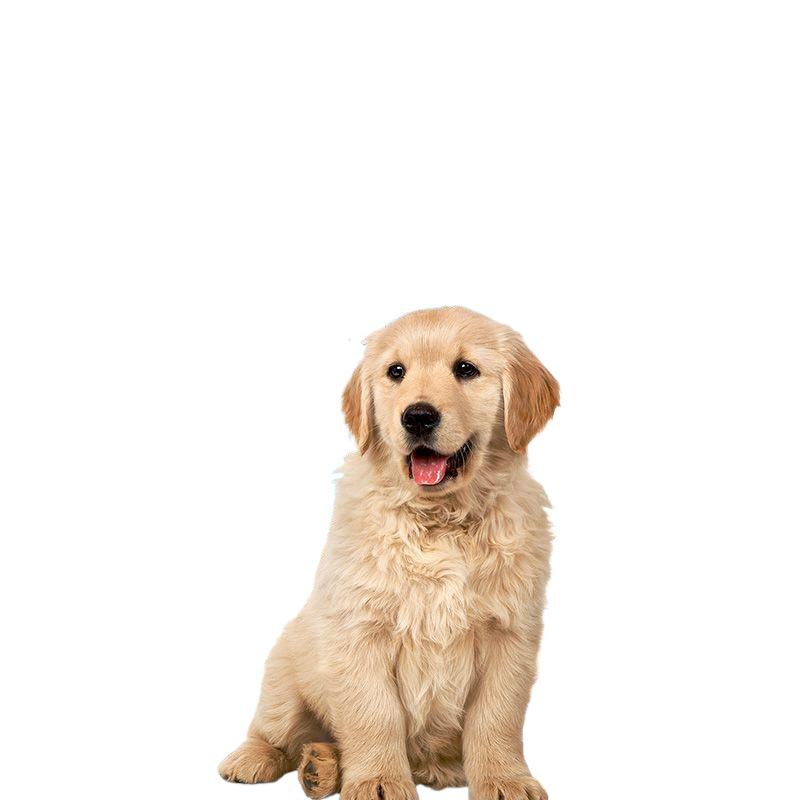 Thickened Deodorizing Dog Pee Pads | Absorbent Disposable Pet Toilet Pads