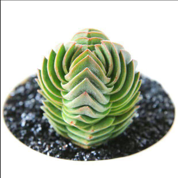 Jizhichuan Succulent Plant Set: Beginner-Friendly Indoor Greenery for Office or Home