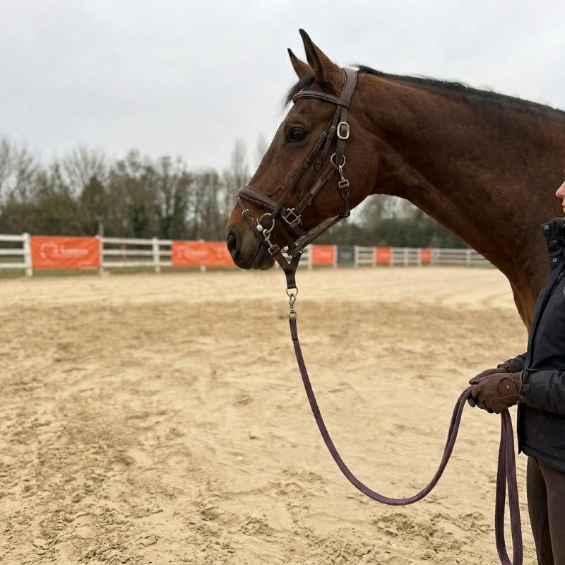 Heavy-Duty Double-Headed Horse Mouth Hook for Lead Ropes, Reliable Equestrian Training Connection Accessory