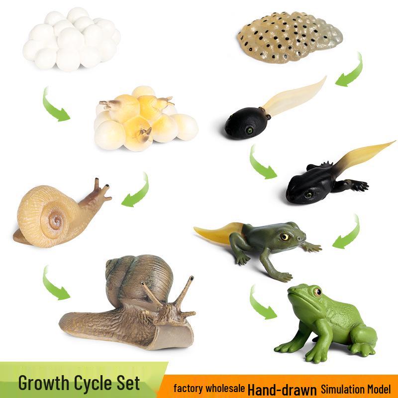 Animal Growth Cycle Simulation Toy Set: Solid Snail & Frog Models for Science Education