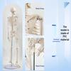 85cm Adult Human Skeleton Model for Teaching and Spine Anatomy