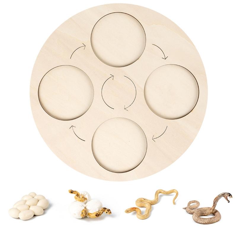 for Frog Animal Life Cycle Model Desktop Decoration Educational Development Toys Realistic Appearance Stimulate Interest