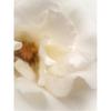 Tamz Signature Shield Cream