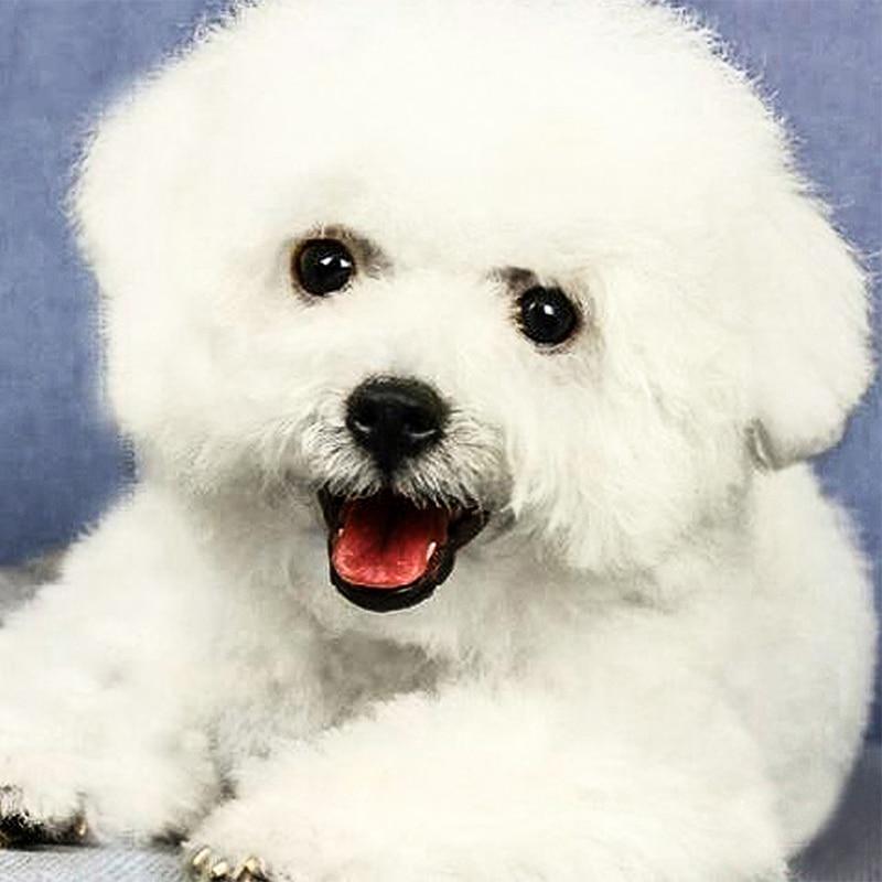 Diamantové vyšívání Dog Cross Stitch Full Drill Square Diamond Painting Animal Mosaic Decor for Home