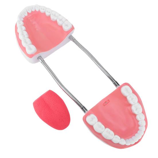 6X Enlarged Dental Teaching Model with Tongue Removable Teeth for Brushing Practice PVC Oral Demo Tool for Kids Students