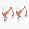 Pet Chest Strap Vest Type Dog Strap Small Dog Rope Outdoor Reflective Breathable Dog Traction Rope Dog Collar Seat Belts