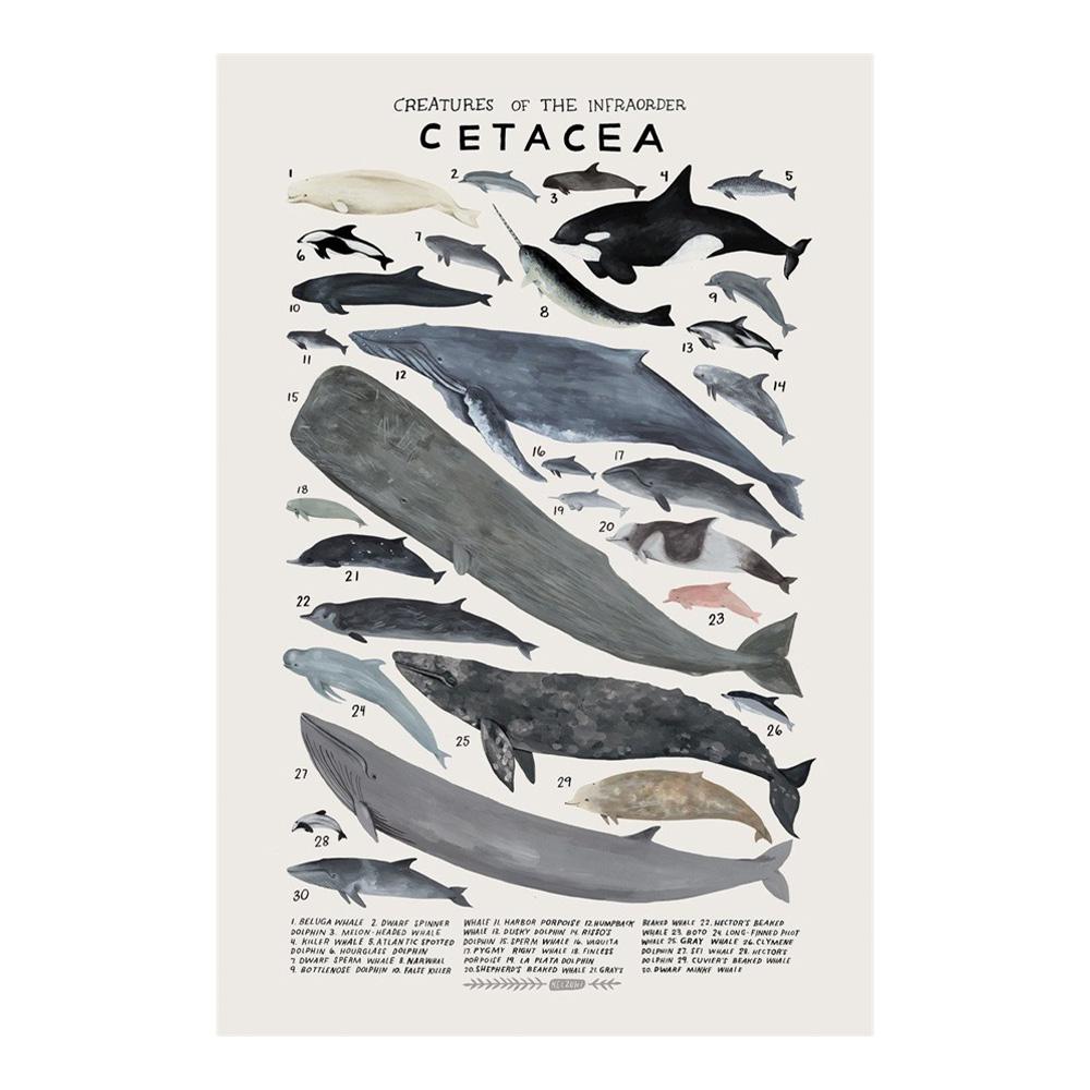 Abstract Marine Organisms Jellyfish Whale Squid Fishes Posters Canvas Painting and Prints Wall Art Picture for Room Home Decor