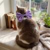Cat Necklace Bow Adjustable Cat Bow Headwear Elegant Decorative Pet Necklace Formal Pet Tie Scarf Wedding Party