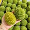 Crunchy Crackling Durian Squishy Toy Soft TPR Fidget Toy Novelty Fruits Pinch  Home Decoration