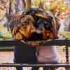 Retro Dog  Pattern, Automatic Folding Umbrella, Portable and Foldable Design, 8 Ribs, a Christmas or Birthday Gift.