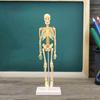 Body Anatomy Model with Looking Bones And Movement for , Children Education