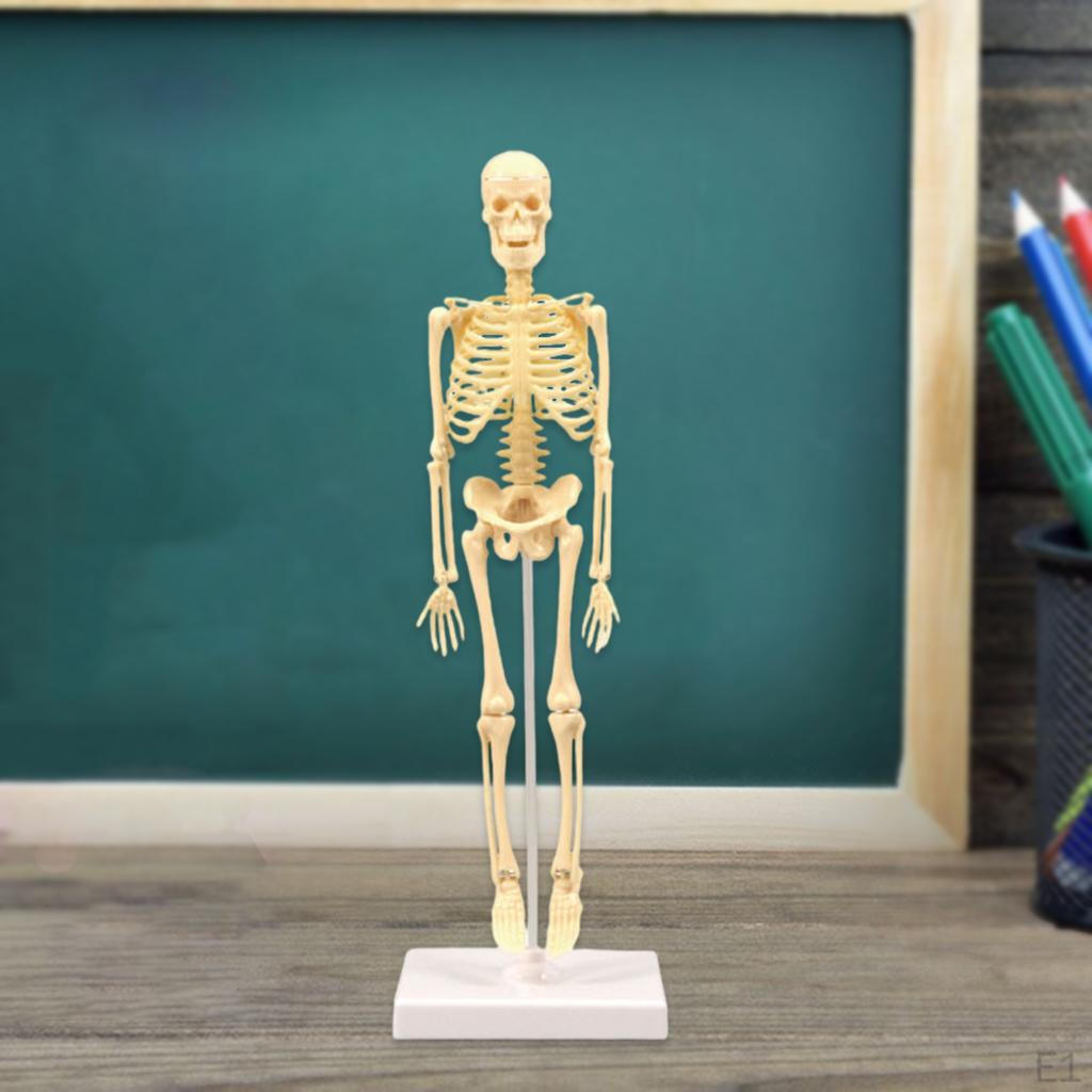 Body Anatomy Model with Looking Bones And Movement for , Children Education