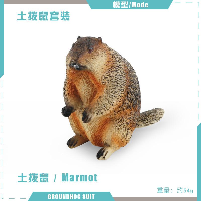 Entzückende PVC-Eichhörnchen-Modellsammlung mit lebensechten Details für Kinder