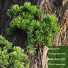 Pine Needle Juniper Artificial Bonsai with Dried and Plastic Pine Leaves