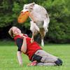 Jouet pour chiens - Frisbee - Plastique - Homologué compétitions - Pour petits chiens - Extérieur