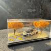 Clear Acrylic 1:64 Car Model Display Box Autumn Diorama Mini Scene Desktop Decor for Tabletop Display Use