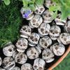20PCS Resin Halloween Skull Figurine Lightweight Miniature Dragon Skull Figurine  Home Decoration