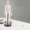 20,5 tums akupunkturmodell Exakt helkroppsmodell av människa med akupunkturpunkter, med bas, roterbara armar för undervisning, studentdemonstration, vit, hård