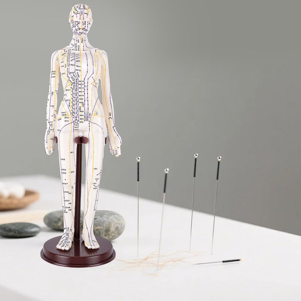 20.5 Inch Acupuncture Model Accurate Full Body Human Acupoint Model with Base Rotatable Arms for Teaching Student Demonstration White Hard