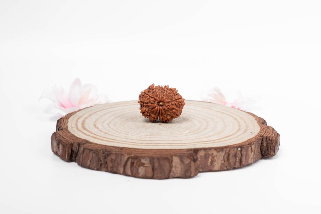 Natural 13 Mukhi Rudraksha Bead – Nepali Origin | Bead for Love, Power, Fulfillment, Prosperity, Desire & Manifestation | Organic & Lab Certified
