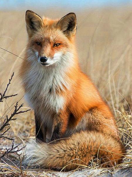 5D Diamond Painting Cross Stitch Animals Diamond Embroidery Fox Full Round Rhinestone Pictures Home Decor