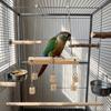 Bite Resistant Parrot Wooden Swing Non-slip Suspension Bridges Parrot Play Stand Sliding Chain Bird Standing Perch
