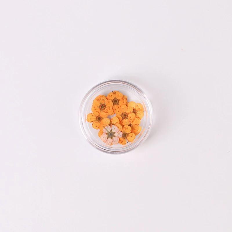 20pcs/Box Nail Art Dried Flowers Spirea Small Plum Narcissus Nail Art Color Mixed Flower Dried Flower Patch DIY Nail Decoration