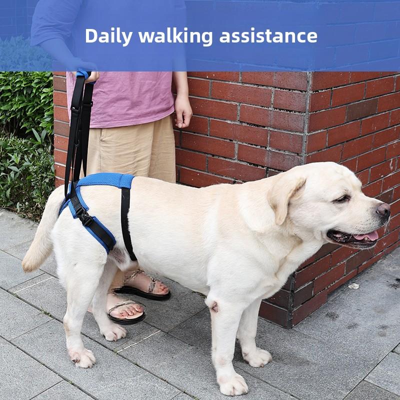 Imbracatura Rinforzata per Zampe Posteriori del Cane Regolabile Elastica Traspirante Guinzaglio Ausiliario di Sollevamento per Cani Feriti Disabili Anziani Camminata Riabilitazione