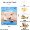 Frog Life Cycle Model Set: Tadpole to Frog Educational Toys for Kids