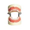 Detachable Dental Practice Denture & Oral Cavity Model