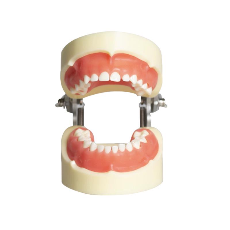 Detachable Dental Practice Denture & Oral Cavity Model
