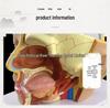 Natural Size Head Anatomy Model with Cerebral Arteries, 4-Part Mid-Sagittal Brain Section