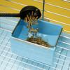 No Spill Bunny Hay Feeder Detachable Hamster Hanging Bowl Practical Bird Feeding Cup  Guinea Pig