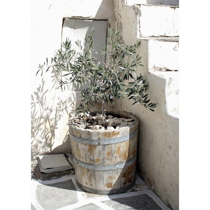 Mediterranean Italy Landscape Olive Trees Countryside Tourism Natural Scenery Posters Canvas Painting Wall Picture Home Decor