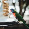 Bird Rope Perch High Quality Wear Resistant Climbing Stand for Small Parrots Parrot Rope Swing Bird Cage Perch Accessory