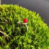 Silver Ring with Coral, Product Weight 2.64 G (2145639)