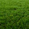 Artificial Grass Green 1 x 8 m   50 mm PP and PE