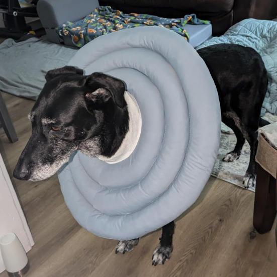 Collare Cono Morbido Regolabile a Ciambella con Coulisse Alternativa al Collare a Cono per Cani e Gatti di Taglia Grande, Media, Piccola Dopo l'Intervento