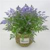 Faux Plastic Pteridium Aquilinum Var Latiusculum Plant Accessories For Gardening Photography And Interior Decoration