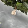 La Mano Ondeggiante Pigra a 2 Dita per Decorazioni Cruscotto Auto Mano Ondeggiante Interno Auto 4,53"×4,33" per la Maggior Parte delle Auto