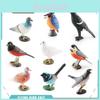 Pvc Bird Magpie Pigeon Model Set With Realistic Design For Nature Decor And Collectors