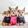 Luxury Rhinestone PU Leather Adjustable Pet Collar Dogs Cats Fashion Jewelry All Sizes
