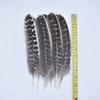 10Pcs Real Natural Eagle Feathers for Crafts Decoration Turkey Pheasant Carnival Hats Accessories Feather Decor Plumes Headpiece