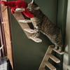 1 Stück Wandmontiertes Katzenkletterregal Mond-Katzennest Vier Stufen Klettern Massive Holzstufen Hängematte
