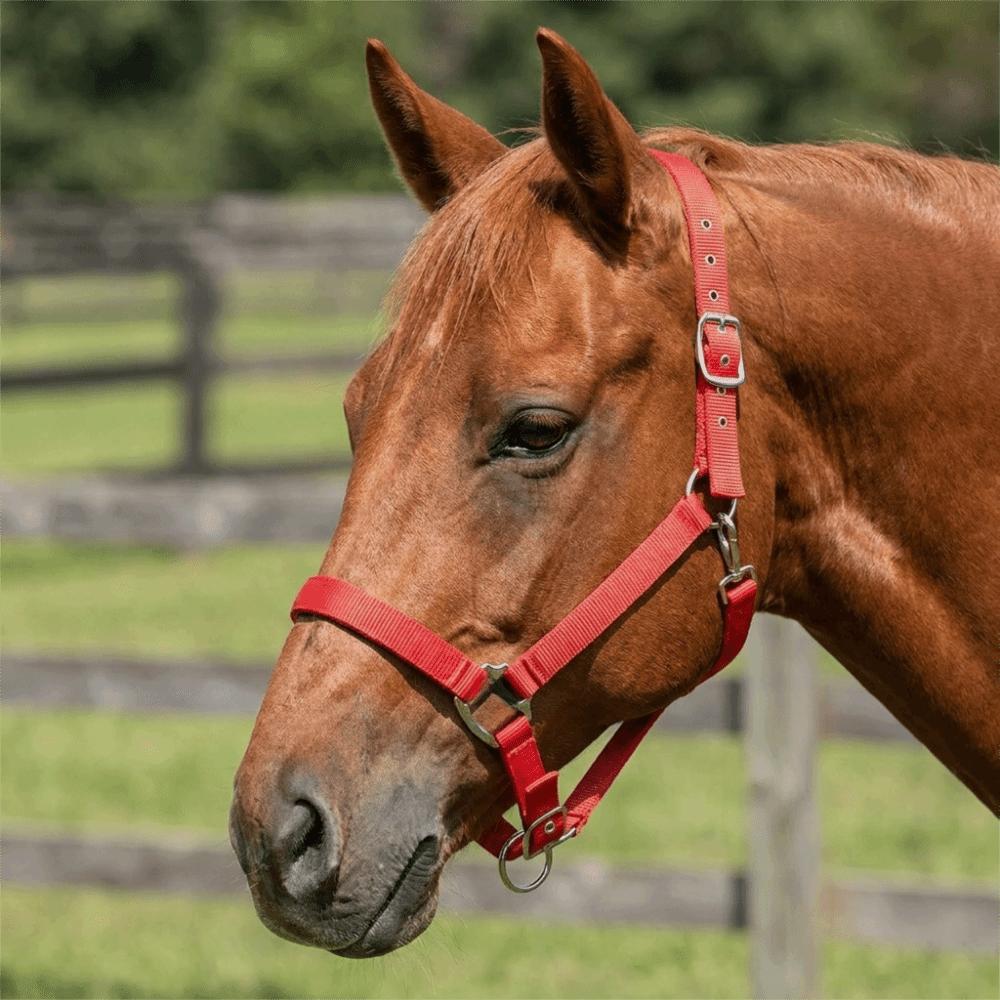 Nylon Horse Halter Adjustable Horse Training Rope Professional Equestrian Bridle Outdoor Riding