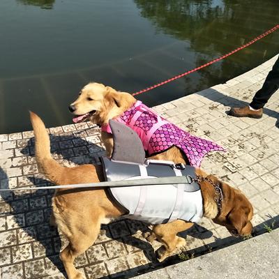 Pet life Jacket Shark Mořská panna Psí plavky Bezpečnostní oděv